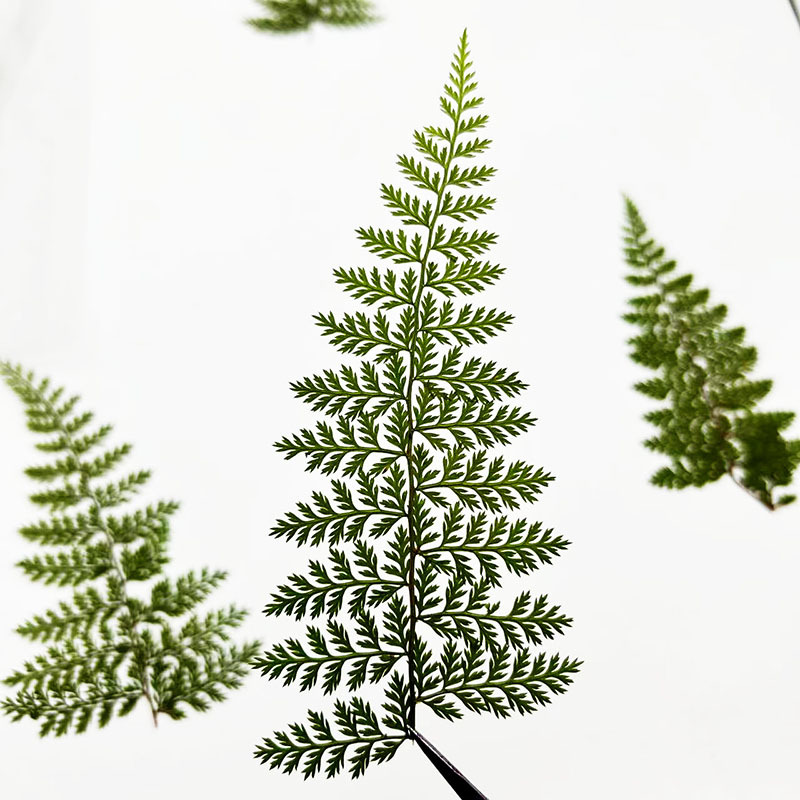 100 Adet Doğal Yağmur Eğrelti  - Resin Craft Ideas incelemesi ve fiyatı